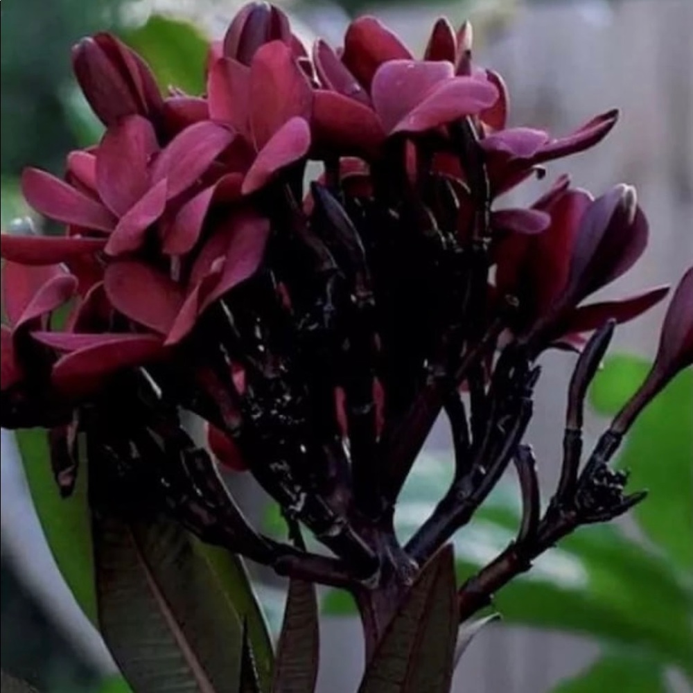COPY - Hawaii’ Rarest Plumeris Scott Pratt “Cinnamon fragrant 5 Pcs about 12” c…